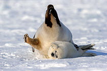Female Harp seals (Phoca groenlandicus) reacting aggressively towards another female's pup, Magdalen Islands, Gulf of St Lawrence, Quebec, Canada, March 2012