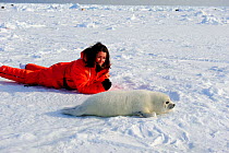 Tourist watching Harp seal (Phoca groenlandicus) pup on sea ice, Magdalen Islands, Gulf of St Lawrence, Quebec, Canada, March 2012