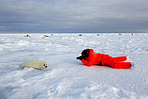 Tourist photographing Harp seal (Phoca groenlandicus) pup on sea ice, Magdalen Islands, Gulf of St Lawrence, Quebec, Canada, March 2012
