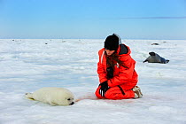 Tourist watching Harp seal (Phoca groenlandicus) pup on sea ice, Magdalen Islands, Gulf of St Lawrence, Quebec, Canada, March 2012