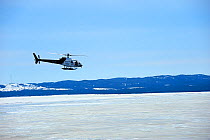 Helicopter bringing tourists to see Harp seals (Phoca groenlandicus) on sea ice, Magdalen Islands, Gulf of St Lawrence, Quebec, Canada, March 2012