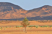 Booted Eagle (Aquila pennata) in tree set in arid landscape with mountains. Termit Massif, Termit Tin Toumma National Park, Sahelo-Saharan Biome, Niger.