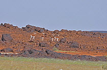 Group of Dama Gazelle (Nanger dama) observing the cameraman. Critically endangered. Termit Massif plains, Termit Tin Toumma National Park, Sahelo-Saharan Biome, Niger.