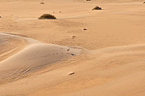 Dorcas Gazelle (Gazella dorcas) on sand dune in arid landscape. Tin Toumma desert, Sahelo-Sudanese Biome, Niger.