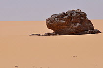 Dorcas Gazelle (Gazella dorcas) hiding in the shade of a rock on sand. Tin Toumma desert, Sahelo-Sudanese Biome, Niger.