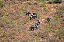 Herd of African Elephants (Loxodonta africana) seen from the air. Sahelo-Sudanese Biome, W National Park (UNESCO, IUCN & RAMSAR), Niger. Aerial census, May 2011.