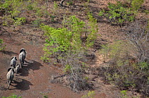 Four African Elephants (Loxodonta africana) seen from the air. Sahelo-Sudanese Biome, W National Park (UNESCO, IUCN & RAMSAR), Niger. Aerial census, May 2011.
