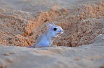 Lesser Egyptian Gerboa (Jaculus jaculus) in the entrance to its burrow. Sahelo-Sudanese Biome, Niger.