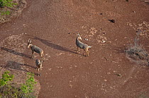 Three Hartebeest (Alcelaphus buselaphus) seen from the air. Sahelo-Sudanese Biome, W National Park (UNESCO, IUCN & RAMSAR), Niger. Aerial census, May 2011.