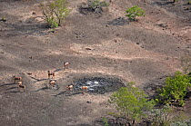 Herd of Hartebeet (Alcelaphus buselaphus) near ash of campfire. Sahelo-Sudanese Biome, W National Park (UNESCO, IUCN & RAMSAR), Niger. Aerial census, May 2011.