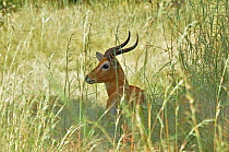 Kob (Kobus kob) resting in shady grass. Sahelo-Sudanese Biome, W National Park, Niger.