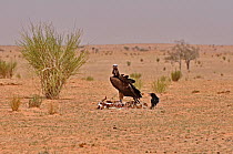 Lappet Faced Vulture (Torgos tracheliotos) and Brown-necked Raven (Corvus ruficolis) at a animal skeleton. Dilia Achetinamou, Termit Tin Toumma National Park, Sahelo-Saharan Biome, Niger.