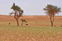 Lappet Faced Vultures (Torgos tracheliotos) and Ruppell's Vulture (Gyps rueppellii) perched and on ground. Dilia Achetinamou, Termit Tin Toumma National Park, Sahelo-Saharan Biome, Niger.