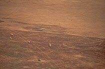 Red-fronted Gazelles (Eudorcas rufifrons) in open habitat seen from the air. Sahelo-Sudanese Biome, W National Park (UNESCO, IUCN & RAMSAR), Niger. Aerial census, May 2011.