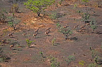 Group of Roan Antelope (Hippotragus equinus) seen from the air. Sahelo-Sudanese Biome, W National Park (UNESCO, IUCN & RAMSAR), Niger. Aerial census, May 2011.