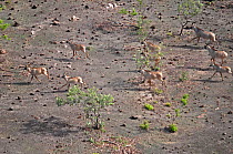 Group of Roan Antelope (Hippotragus equinus) seen from the air. Sahelo-Sudanese Biome, W National Park (UNESCO, IUCN & RAMSAR), Niger. Aerial census, May 2011.
