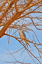 Swallow Tailed Kite (Chelictinia riocourii) perched in tree at seasonal waterhole. Dilia Achetinamou, Termit Tin Toumma National Park, Sahelo-Saharan Biome, Niger.