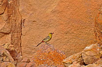 Yellow-breasted Barbet (Trachyphonus margaritatus) perched on rock. Koutous Massif, Sahelo-Sudanese Biome, Niger.