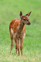 Red deer (Cervus Elaphus) fawn standing in grass, France. Captive.