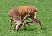 Red deer (Cervus Elaphus) male breeder standing on grass scratching using antlers, France. Captive.