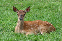 Red deer (Cervus Elaphus) fawn sitting on grass, France. Captive.