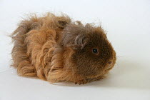 Guinea pig (Cavia porcellus) longhaired ginger and brown. Captive.