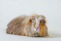 Guinea pig (Cavia porcellus) longhaired beige and white. Captive.