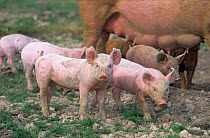 Domestic pig (Sus scrofa domestica) sow standing with piglets portrait, France.