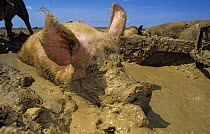 Domestic pig (Sus scrofa domestica) crossbreed boar bathing in mud, France.