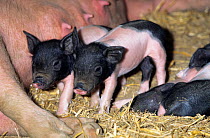 Domestic pig (Sus scrofa domestica) Limousin sow lying down with piglets, France.
