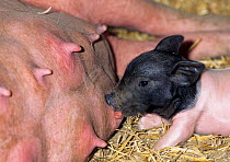 Domestic pig (Sus scrofa domestica) Limousin sow, with piglet, suckling, France.
