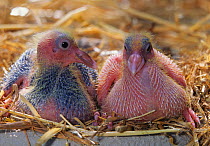 Domestic Pigeon chicks / squabs, 10 days.