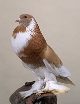 Domestic Pigeon (Ghent Cropper) portrait.