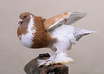 Domestic Pigeon (Ghent Cropper).