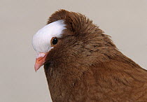Domestic Pigeon (South German Blasse).