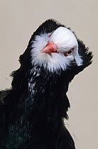 Domestic Pigeon (Old Dutch Capuchine).