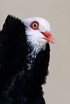 Domestic Pigeon (Old Dutch Capuchine).