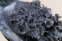 Domestic Pigeon (Frillback) detail of back feathers.