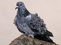 Domestic Pigeon (Frillback).