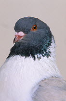 Domestic Pigeon (English Modena) portrait.
