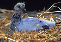 Young domestic Pigeon, 20 days.