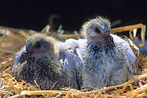 Domestic Pigeons, at 20 days.