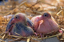 Domestic Pigeon, chicks / squabs, 10 days.