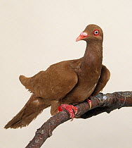 Domestic Pigeon (Roubaisien) perched.