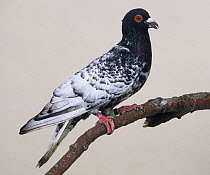 Domestic Pigeon (Briver Blackhead).