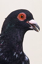 Domestic Pigeon (Briver Blackhead) portrait.