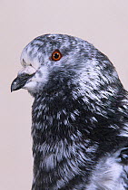 Domestic Pigeon (King) portrait.