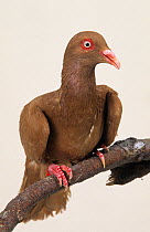 Domestic Pigeon (Roubaisien).