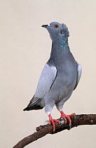 Domestic Pigeon (Crested Soultz) perched.