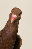Domestic Pigeon (Roubaisien) portrait.